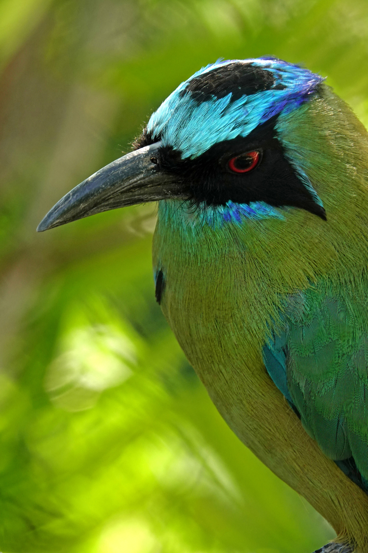 Blue-crowned motmot  -  Tracy Aviary, Salt Lake City, Utah