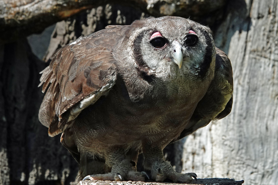 Milky eagle owl  -  Tracy Aviary, Salt Lake City, Utah