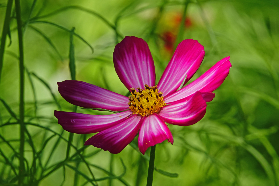 Cosmos  -  Tracy Aviary, Salt Lake City, Utah