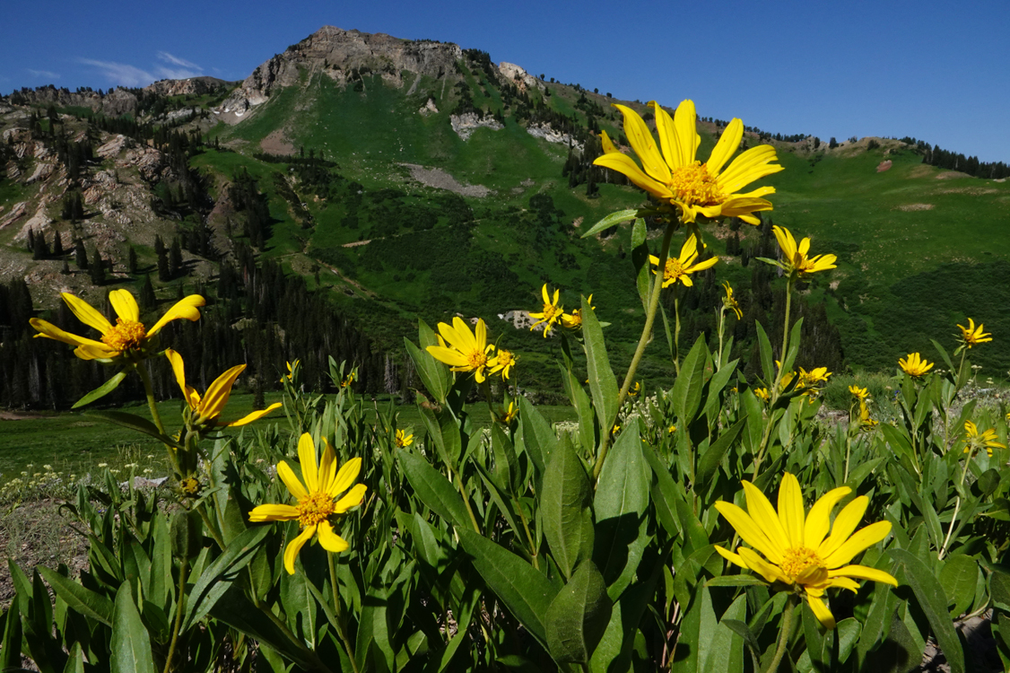 Single-head sunflowers  -  Catherine Pass Trailhead, Uinta-Wasatch-Cache National Forest, Utah