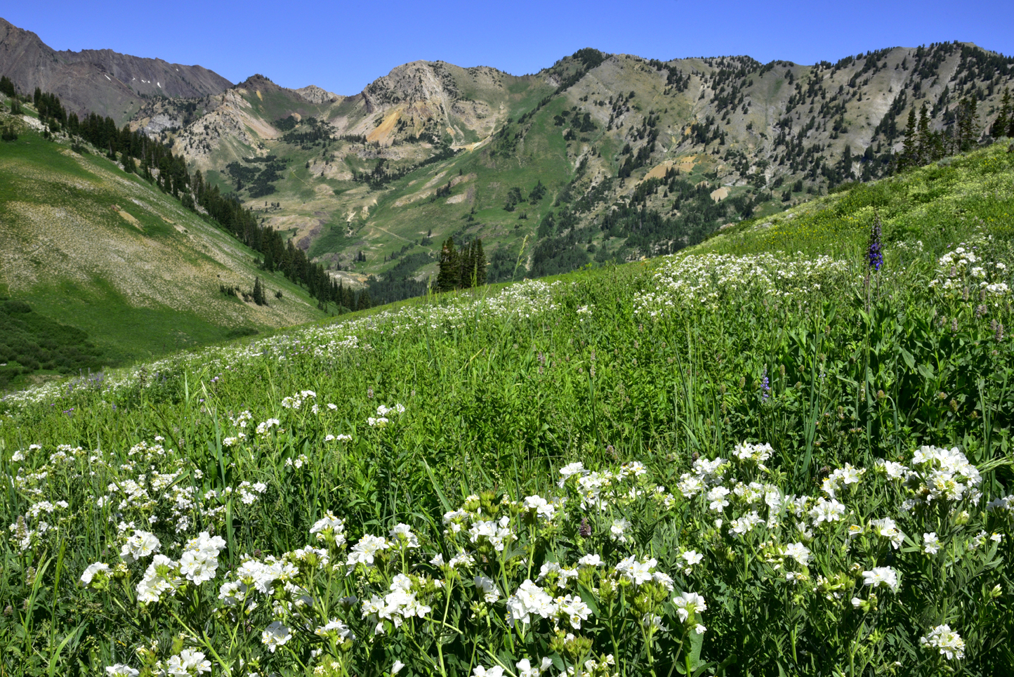 Alpine Jacob’s Ladder  -  Albion Meadow, Uinta-Wasatch-Cache National Forest, Utah