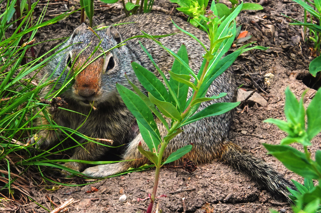 Ground squirrel  -  Cecret (not a misspelling) Lake Trail, Uinta-Wasatch-Cache National Forest, Utah