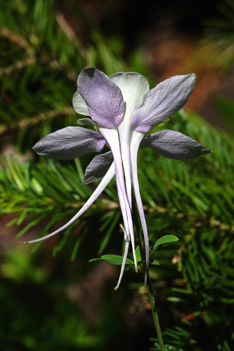 Colorado columbine  -  Albion Basin, Uinta-Wasatch-Cache National Forest, Utah