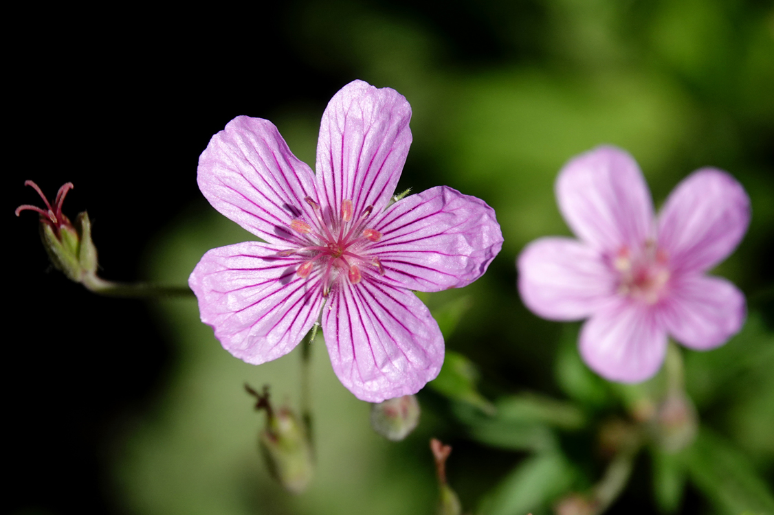 Sticky geranium  -  	Silver Lake Trail, Uinta-Wasatch-Cache National Forest, Utah