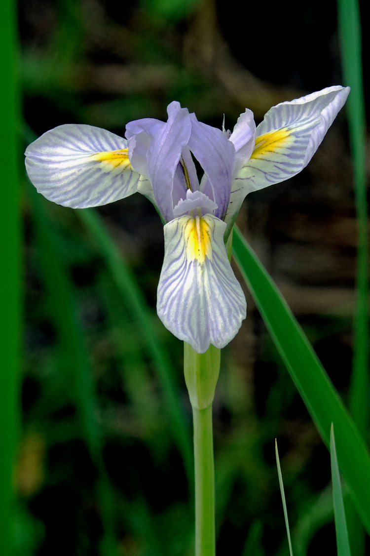 Wild iris  -  Silver Lake Trail, Uinta-Wasatch-Cache National Forest, Utah