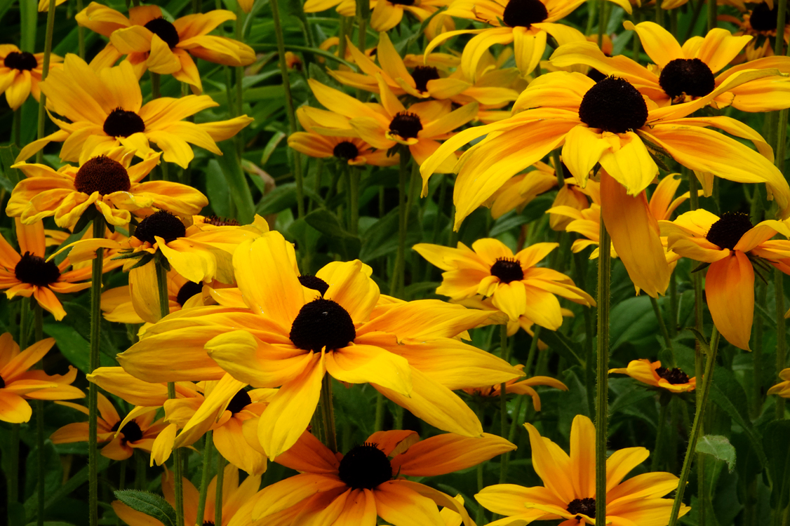 Black-eyed Susans 'Indian Summer'  -  Red Butte Garden and Arboretum, Salt Lake City, Utah