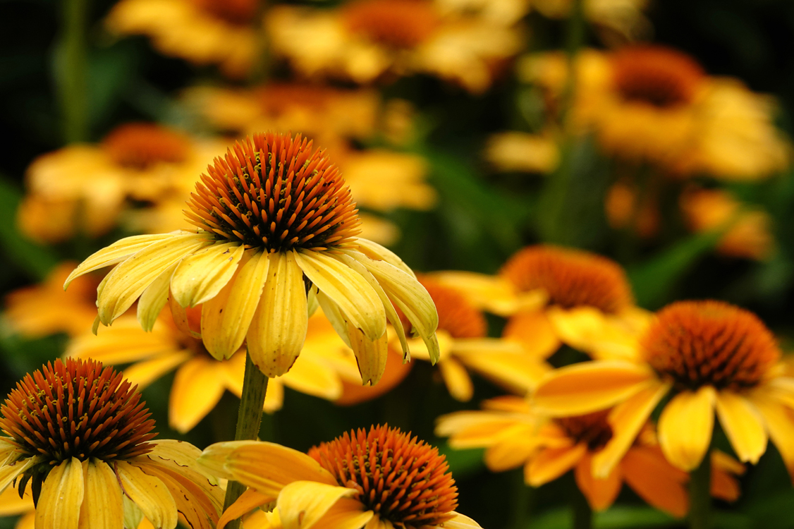 Coneflowers  -  Red Butte Garden and Arboretum, Salt Lake City, Utah