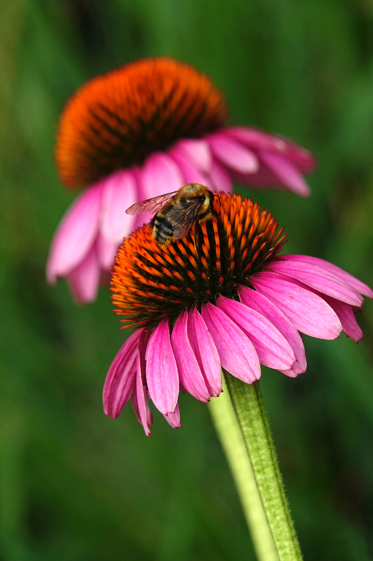 Coneflowers with bumblebee  -  Red Butte Garden and Arboretum, Salt Lake City, Utah