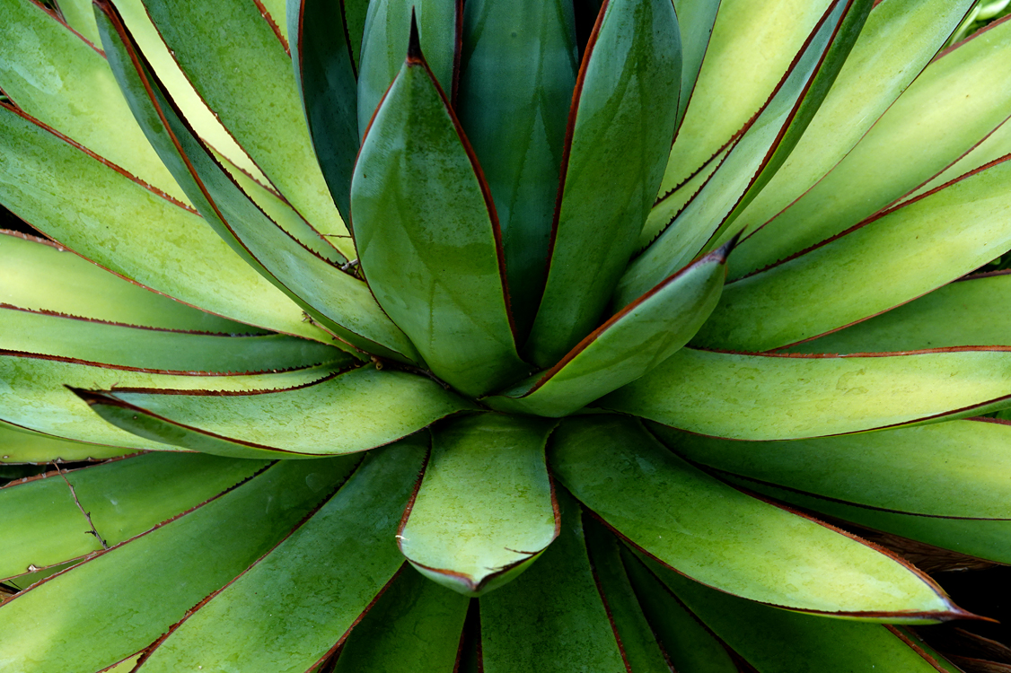 Agave  -  Red Butte Garden and Arboretum, Salt Lake City, Utah