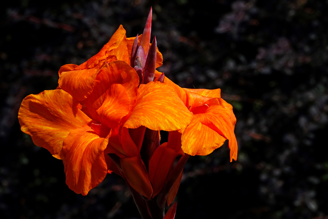 Canna lily  - Red Butte Garden and Arboretum, Salt Lake City, Utah