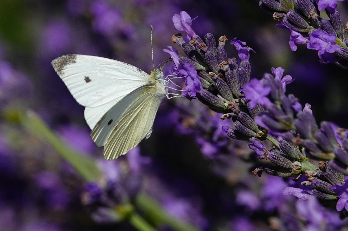 Cabbage white butterfly on lavender  -  Red Butte Garden and Arboretum, Salt Lake City, Utah