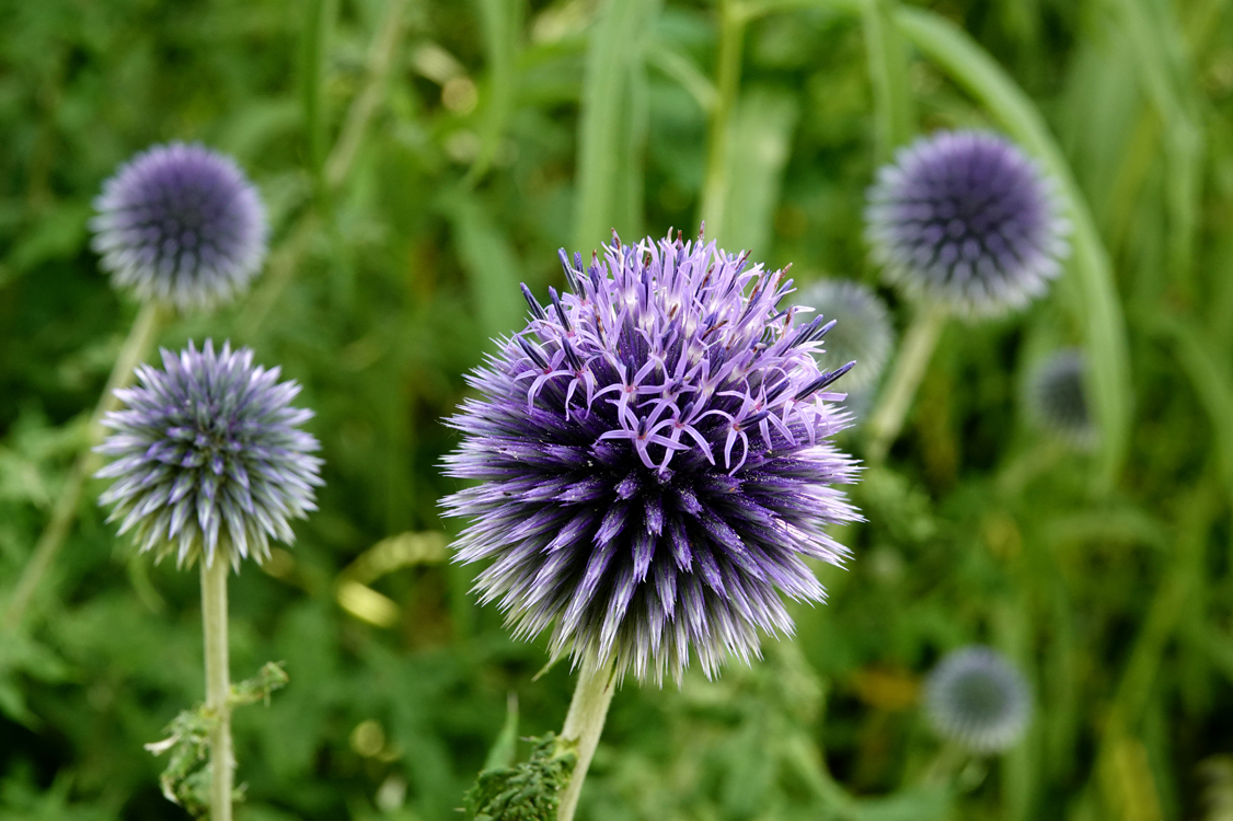 Globe thistle  -  Red Butte Garden and Arboretum, Salt Lake City, Utah