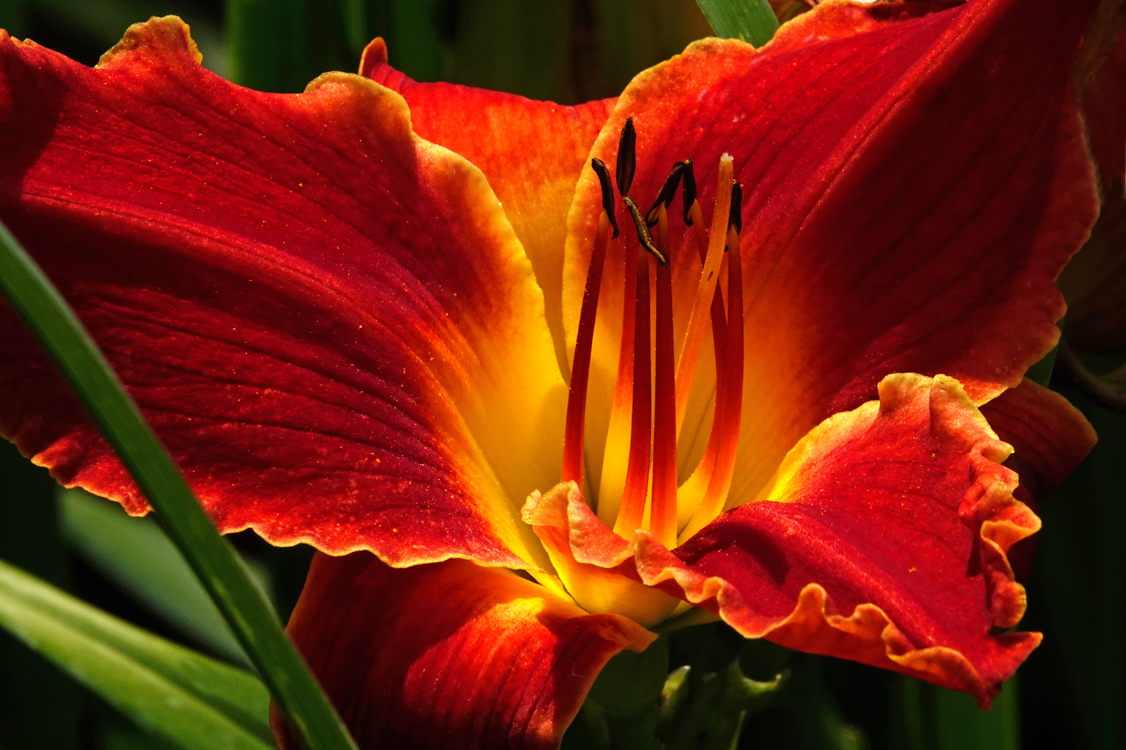 Daylily  -  Red Butte Garden and Arboretum, Salt Lake City, Utah