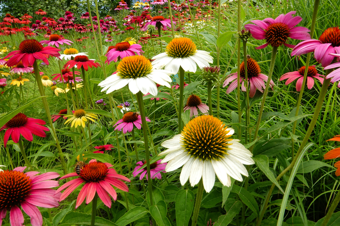 Cheyenne Spirit Coneflowers with Undaunted Ruby® Muhly Grass  -  Red Butte Garden and Arboretum, Salt Lake City, Utah