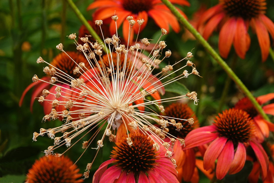 Allium seed head with Cheyenne Spirit Coneflowers  -  Red Butte Garden and Arboretum, Salt Lake City, Utah