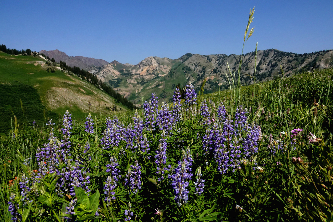 Silvery Lupine  -  Albion Meadow, Uinta-Wasatch-Cache National Forest, Utah 