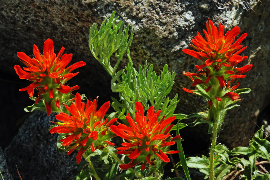 Indian paintbrush  -  Catherine Pass Trail, Uinta-Wasatch-Cache National Forest, Utah