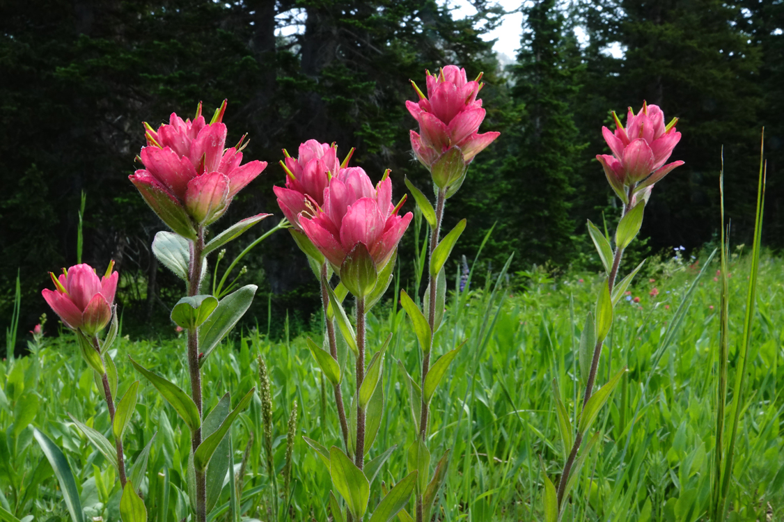 Indian paintbrush  -  Albion Basin, Uinta-Wasatch-Cache National Forest, Utah