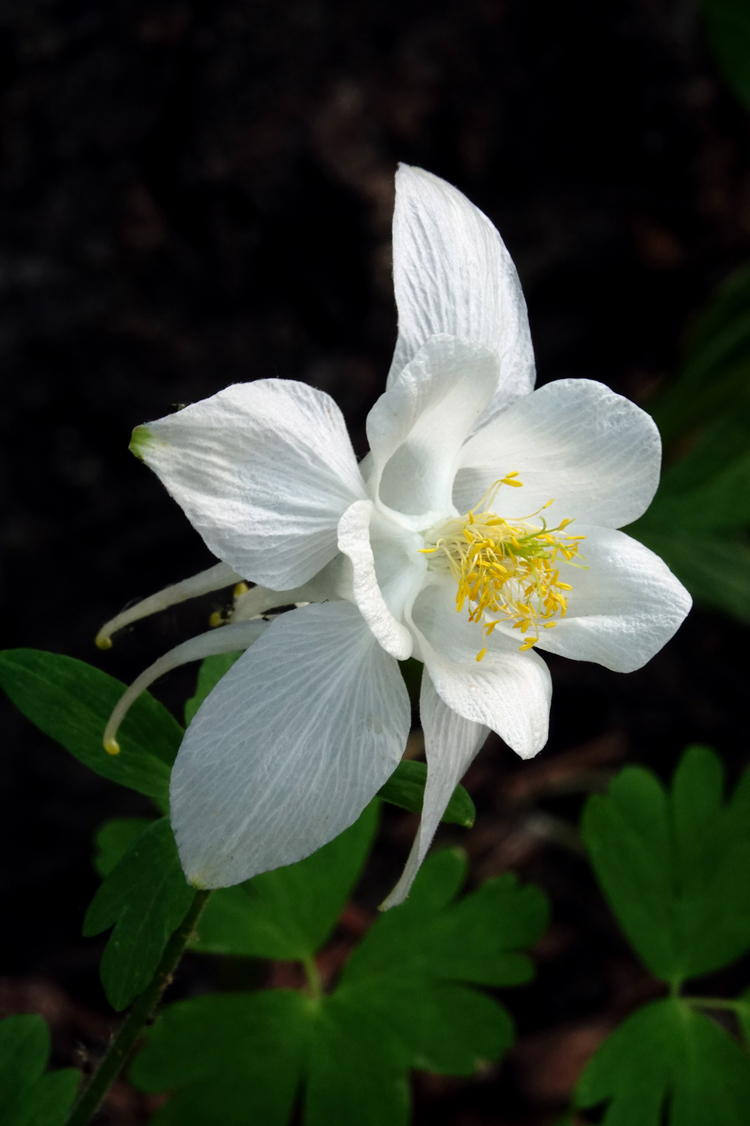 Colorado columbine  -  Albion Basin, Uinta-Wasatch-Cache National Forest, Utah