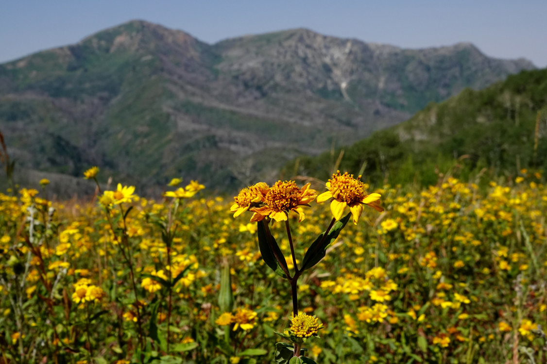 Subalpine arnica, Bald Mountain  -  Bald Mountain Overlook, Mt. Nebo Scenic Byway, Uinta National Forest, Utah