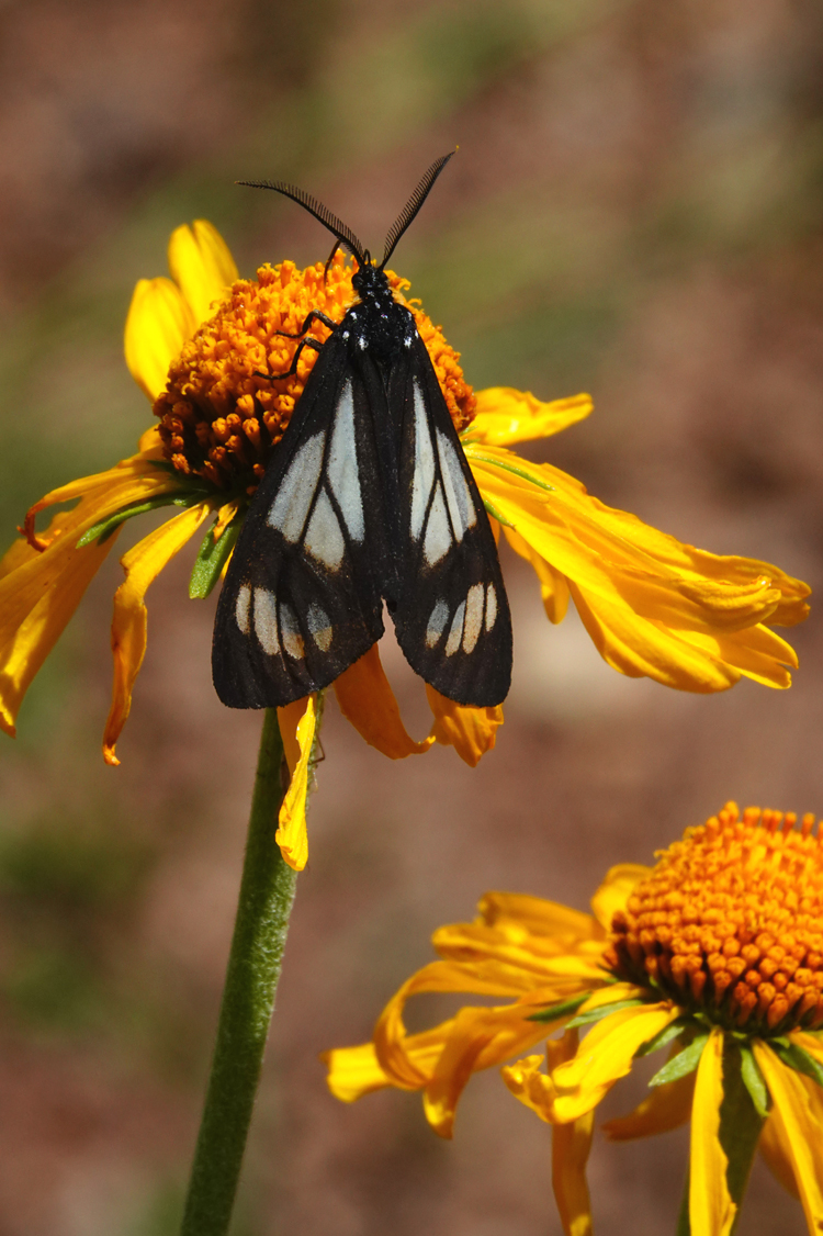 Police Car moth, subalpine arnica  -  Monument Trailhead, Mt. Nebo Scenic Byway, Uinta National Forest, Utah