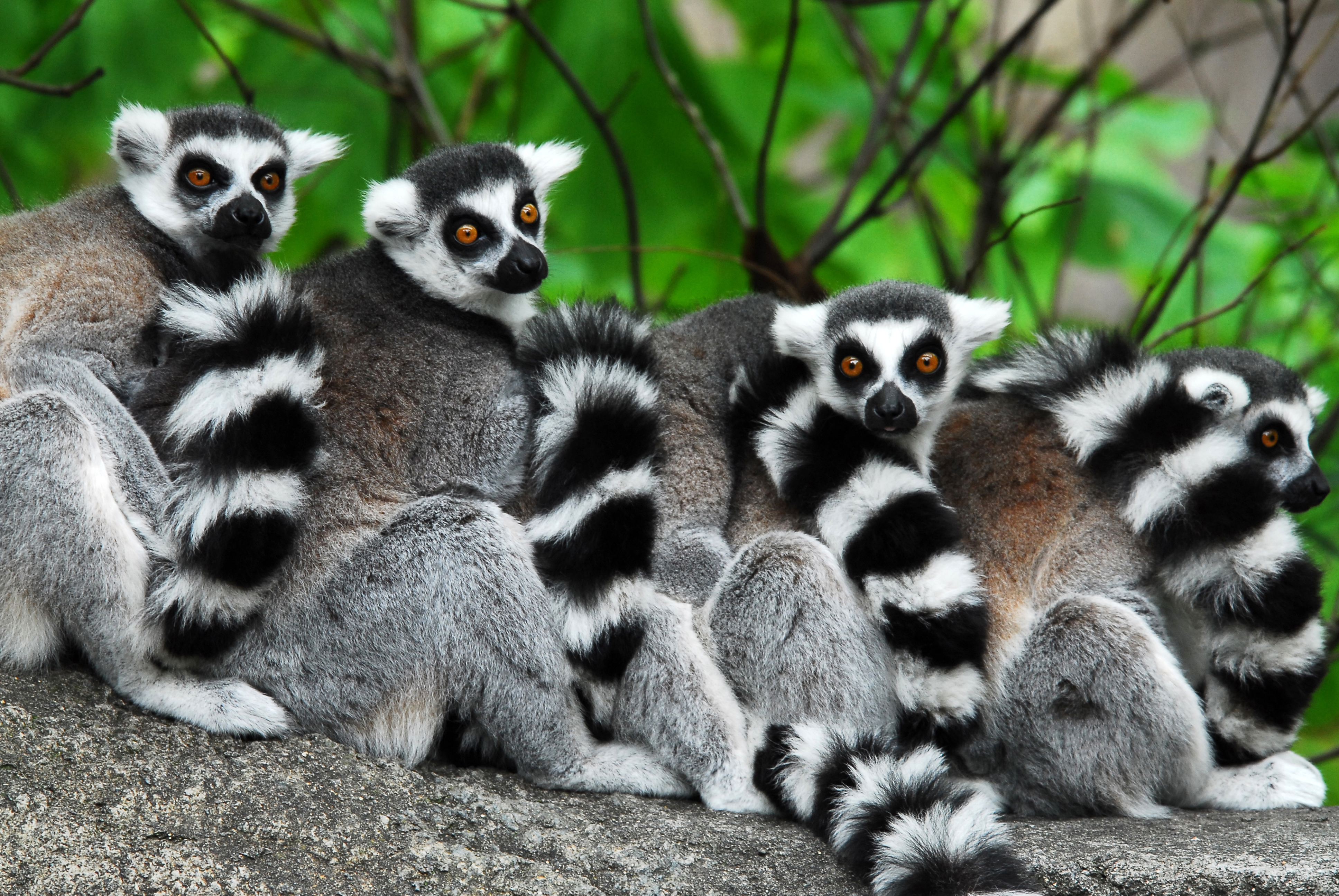 Ring-tailed lemurs crowded together  -  Cincinnati Zoo and Botanical Garden, Cincinnati, Ohio