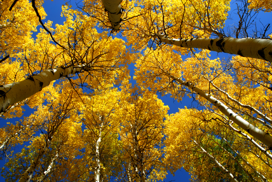 “Aspens Aplenty”   -  Forest Road 858, Uncompahgre National Forest, Colorado  [2009]