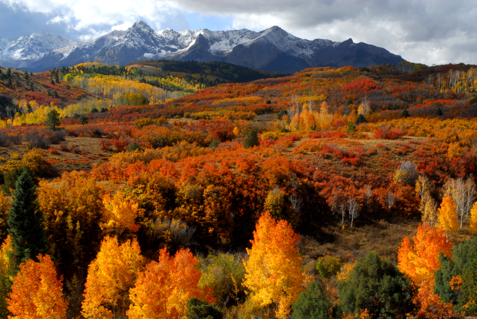 Aspens, gambel oaks, snow-covered Sneffels Range   -  from Dallas Divide, Ouray County, Colorado  [2009]