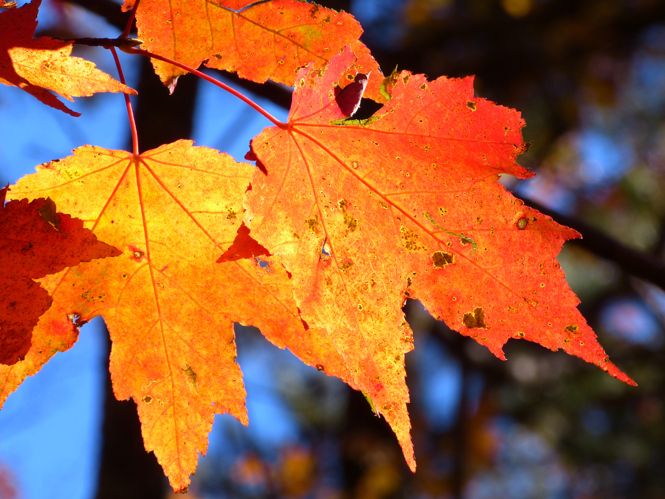 Backlit sugar maple leaves   -  Carrick Creek Trail, Table Rock State Park, South Carolina  [2014]