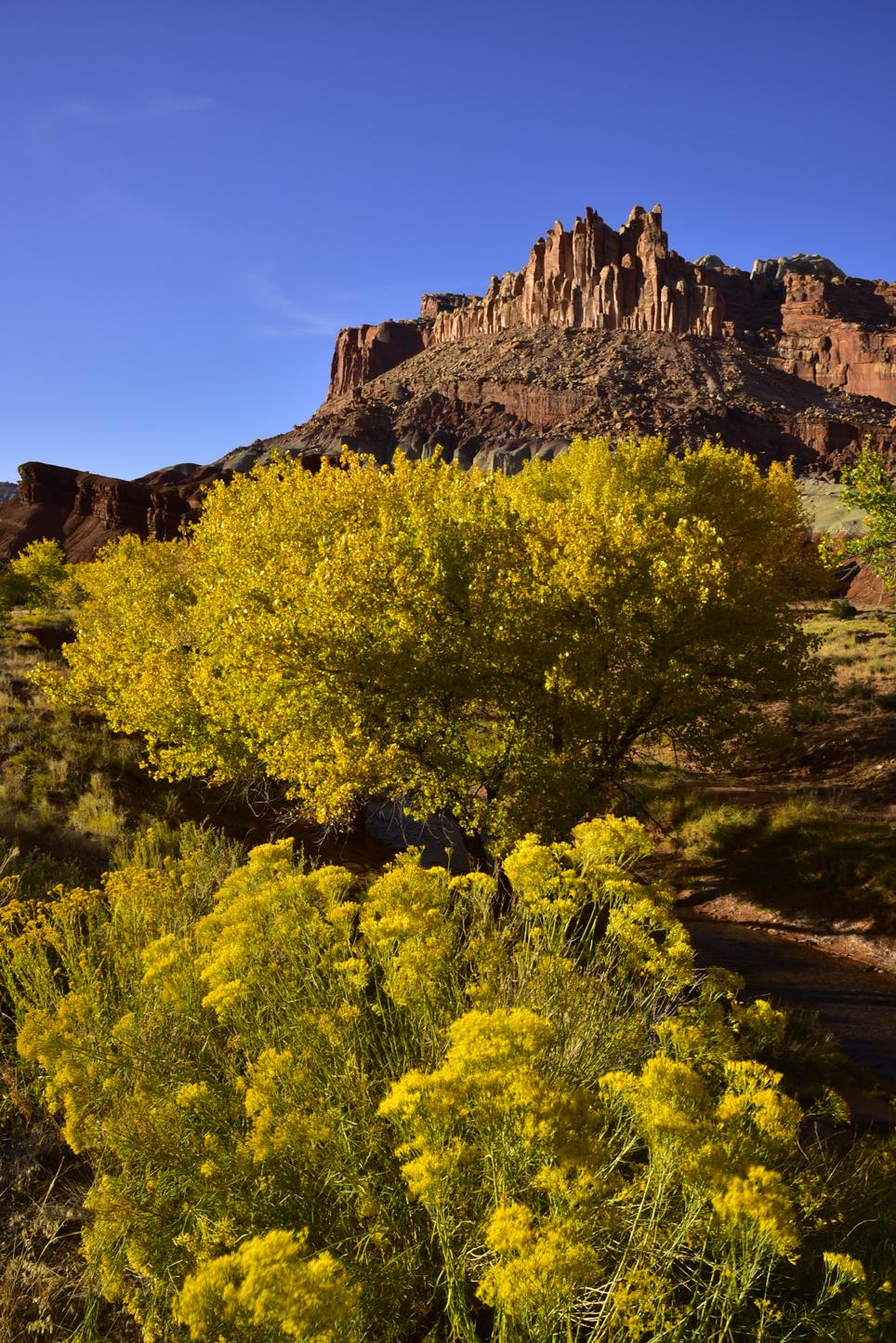 Rabbitbrush, cottonwoods, The Castle   -  Capitol Reef National Park, Utah  [2019]