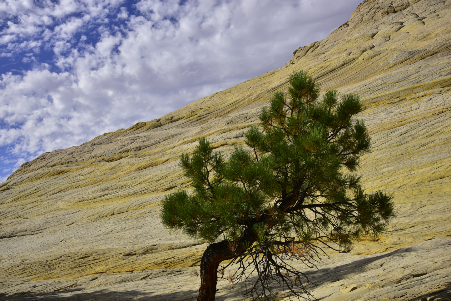 Pine tree, Entrada sandstone  -  Garfield County, Utah  [2019]