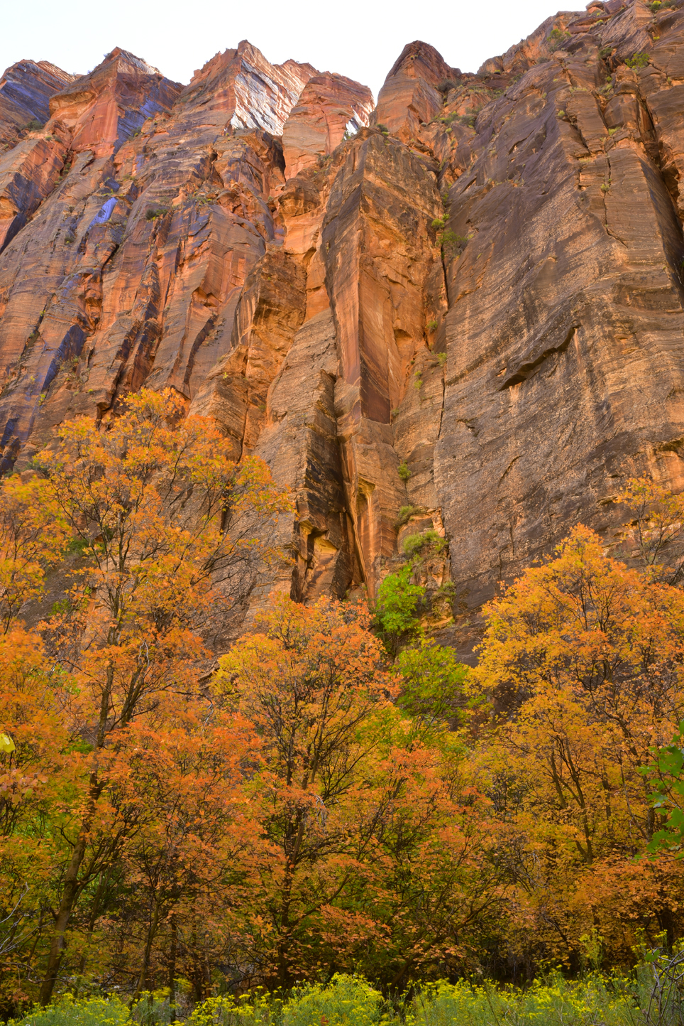 Fall color, sandstone walls  -  Riverside Walk, Zion National Park, Utah  [2019]