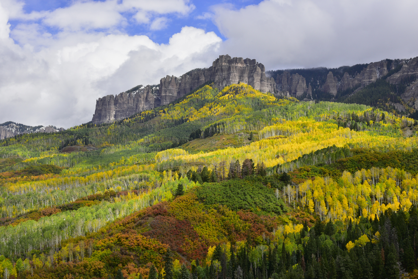 Gambel oaks, aspens, Cimarron Ridge   -  Forest Road 858, Uncompahgre National Forest, Colorado  [2021]