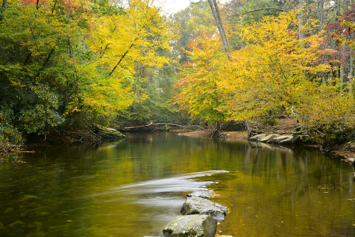 Fall colors, Davidson River   -  Sycamore Flats Recreation Area, Pisgah National Forest, North Carolina  [2022]