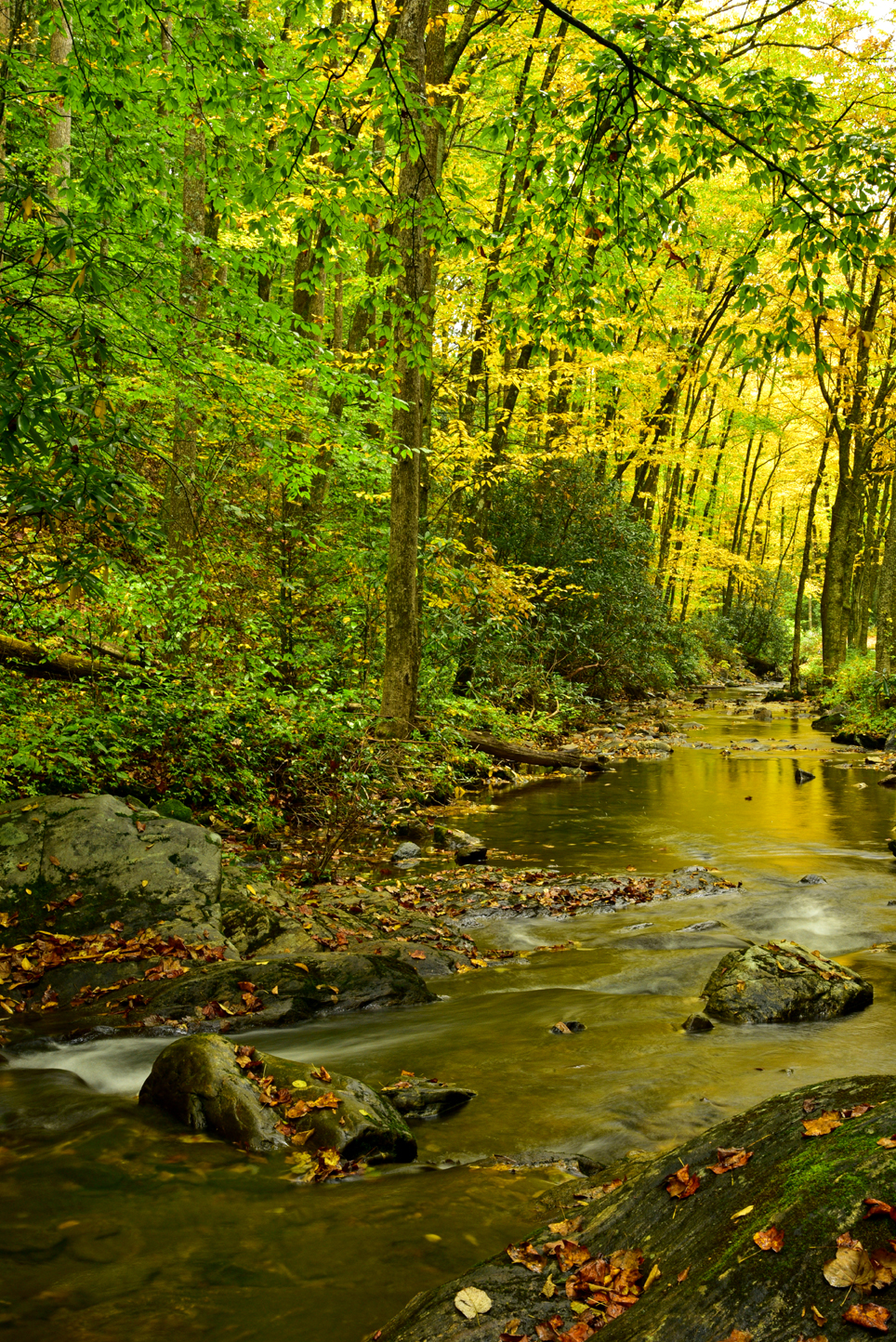 Fall colors along Looking Glass Creek  -  Pisgah National Forest, North Carolina  [2022]