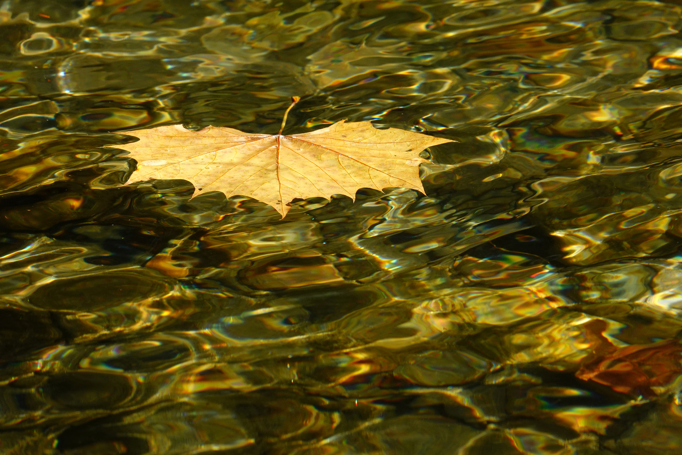 Maple leaf floating down the Davidson River  -  Pisgah National Forest, North Carolina