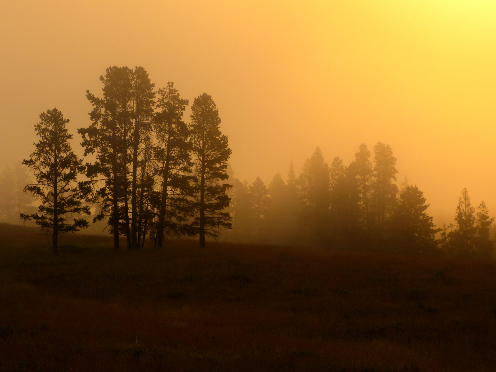 Early morning sun and fog  -  Yellowstone National Park, Wyoming