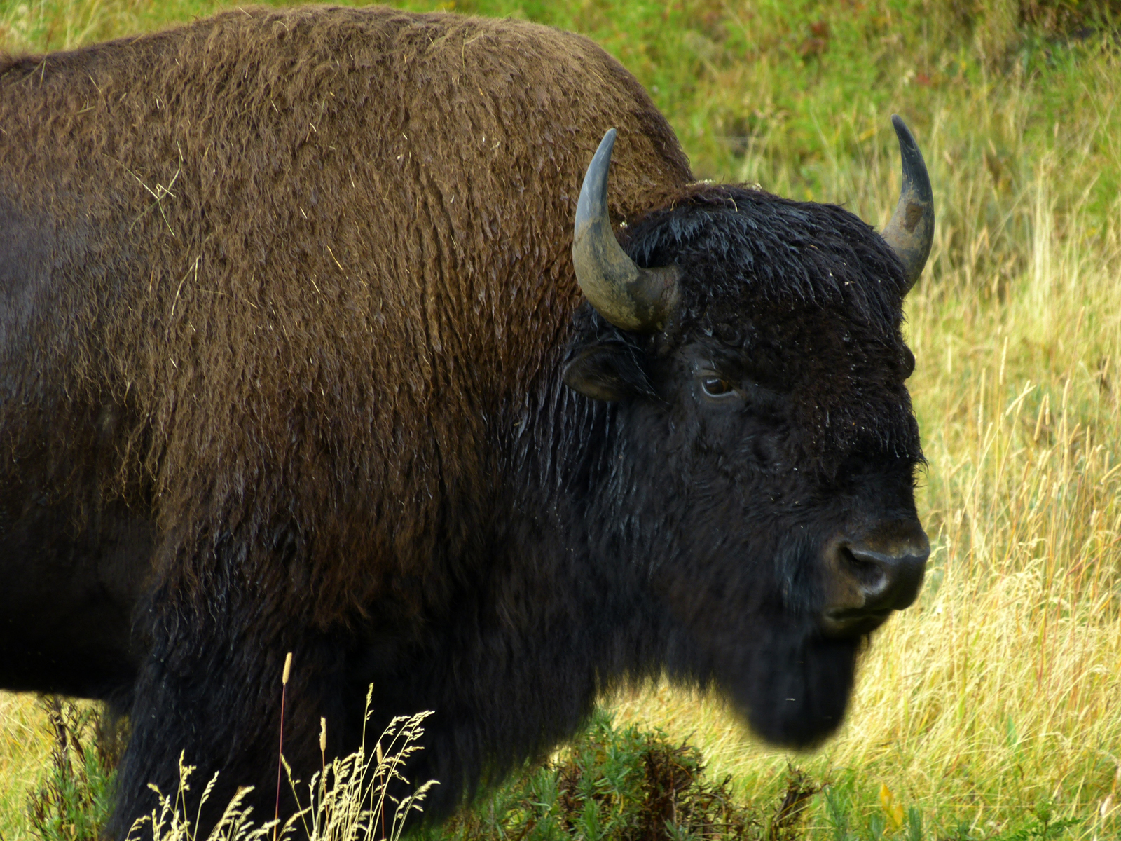 Bison  -  Lamar Valley, Yellowstone National Park, Wyoming