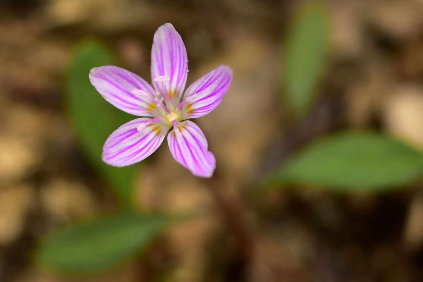 Spring beauty  -  Talking Trees Trail, Holmes Educational State Forest, North Carolina