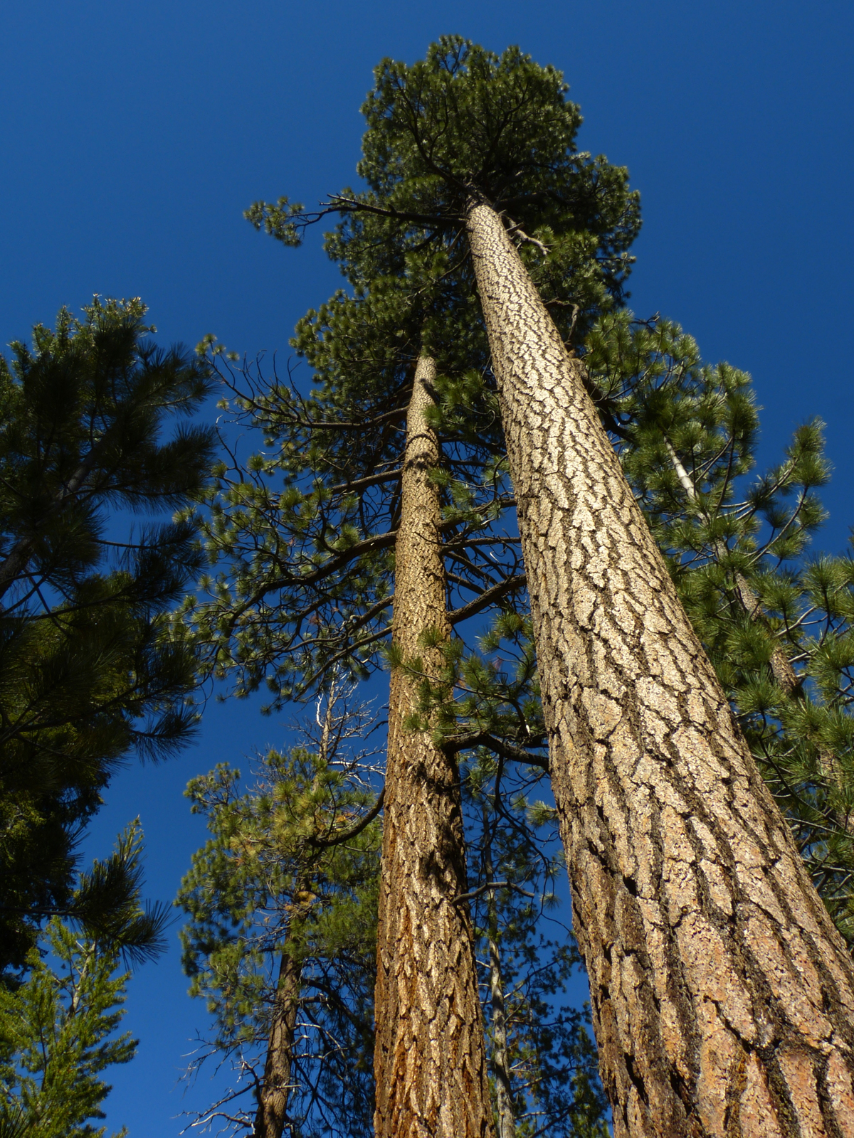 Jeffrey pine  -  Inyo Craters Trail, Inyo National Forest, California