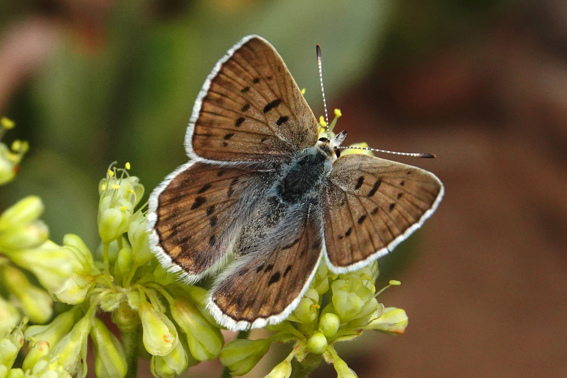 Blue copper butterfly  -  Limber Pine Nature Trail, Uinta-Wasatch-Cache National Forest, Utah