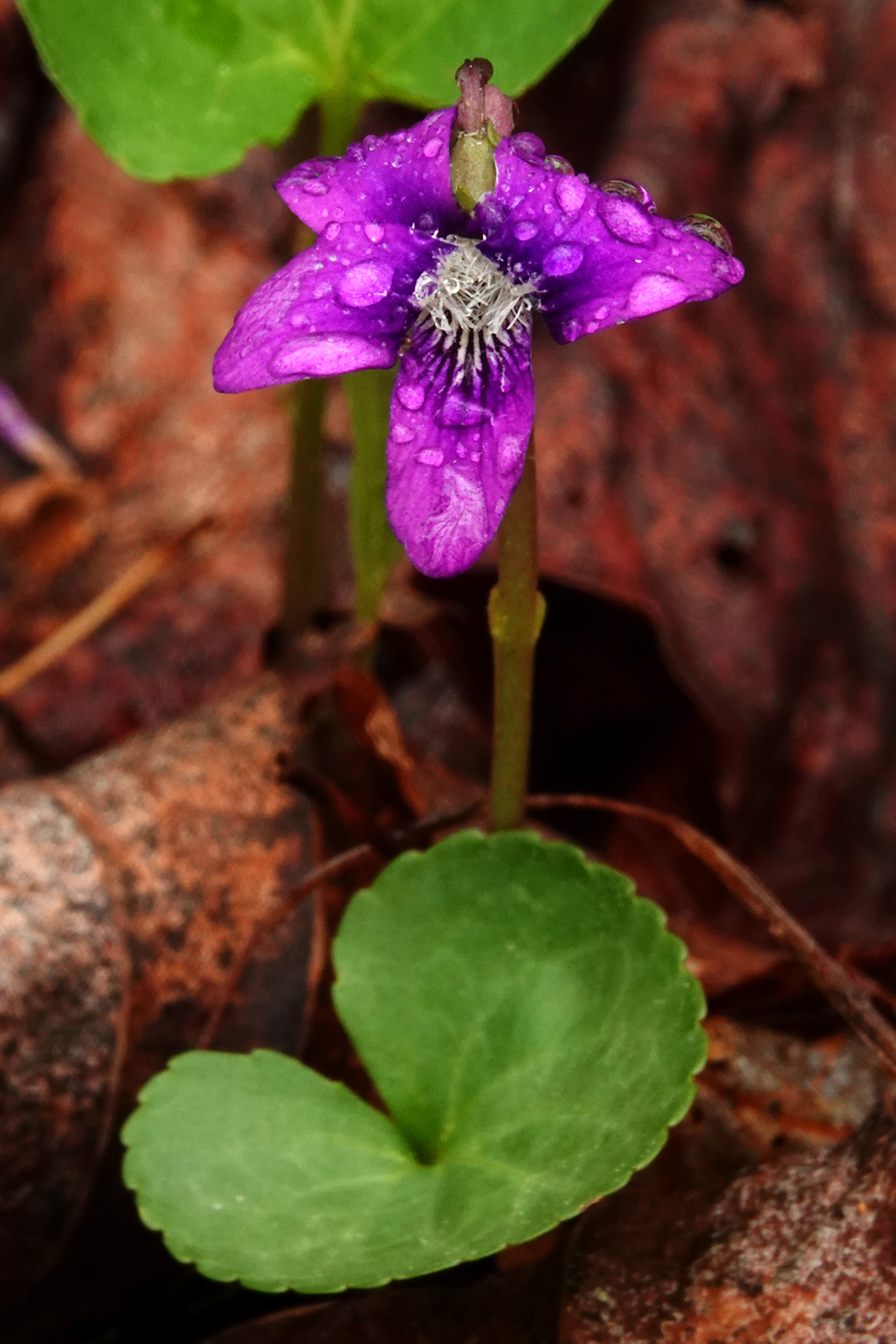 Raindrops on common blue violet  -  Chestnut Ridge Heritage Preserve, Greenville County, South Carolina