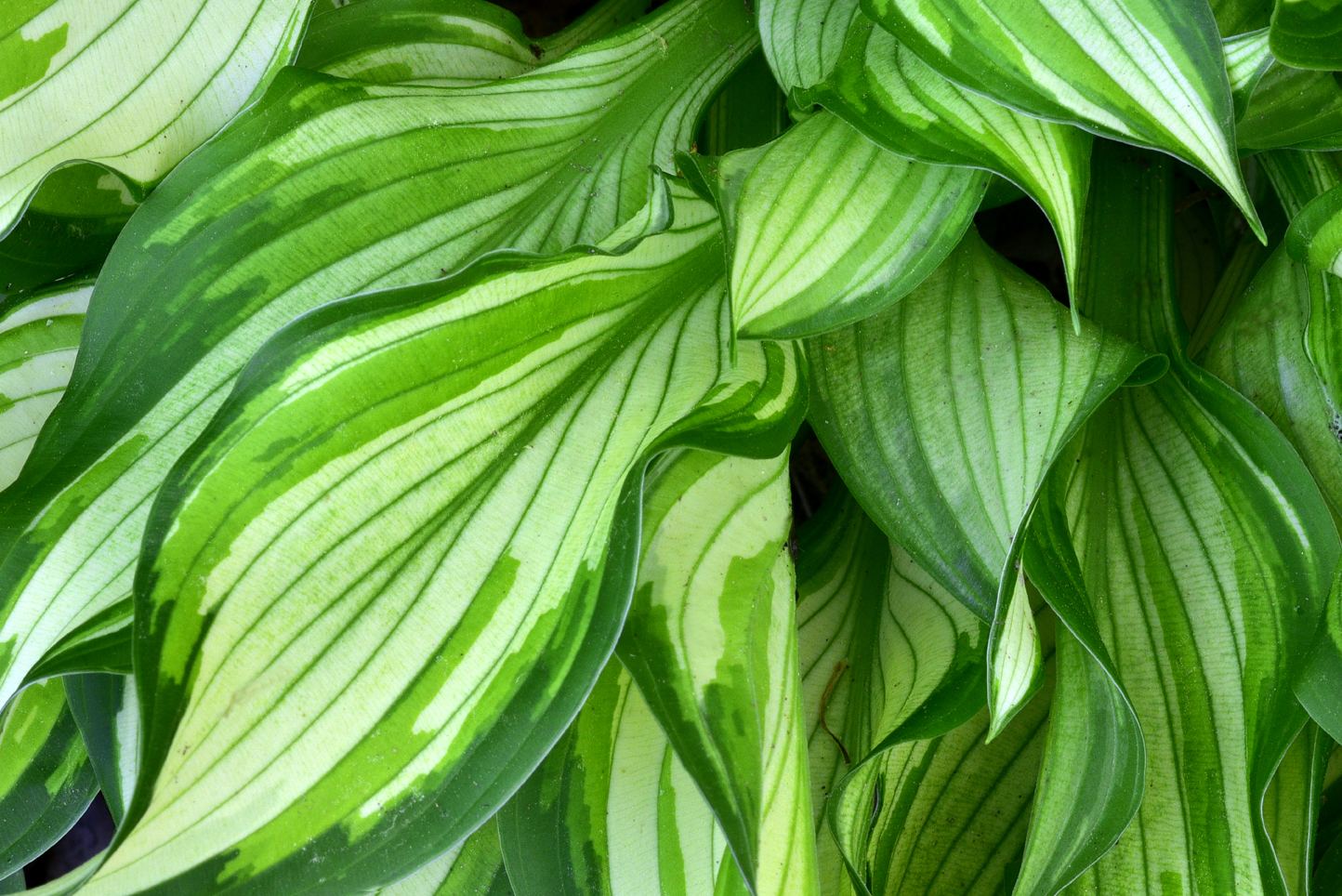 Hosta leaves  -  Kilgore-Lewis Garden, Greenville, South Carolina