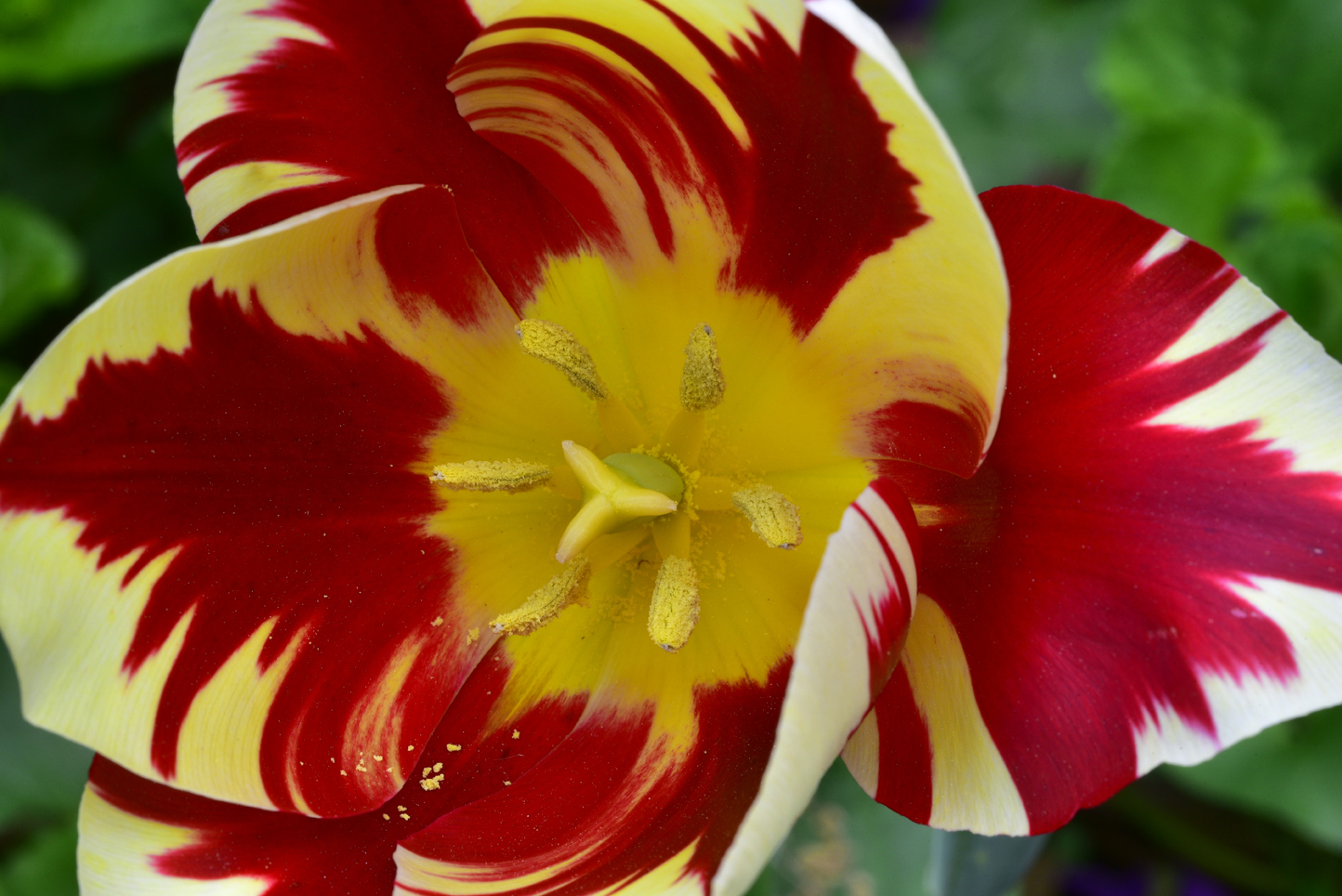 Tulip  -  Kilgore-Lewis Garden, Greenville, South Carolina
