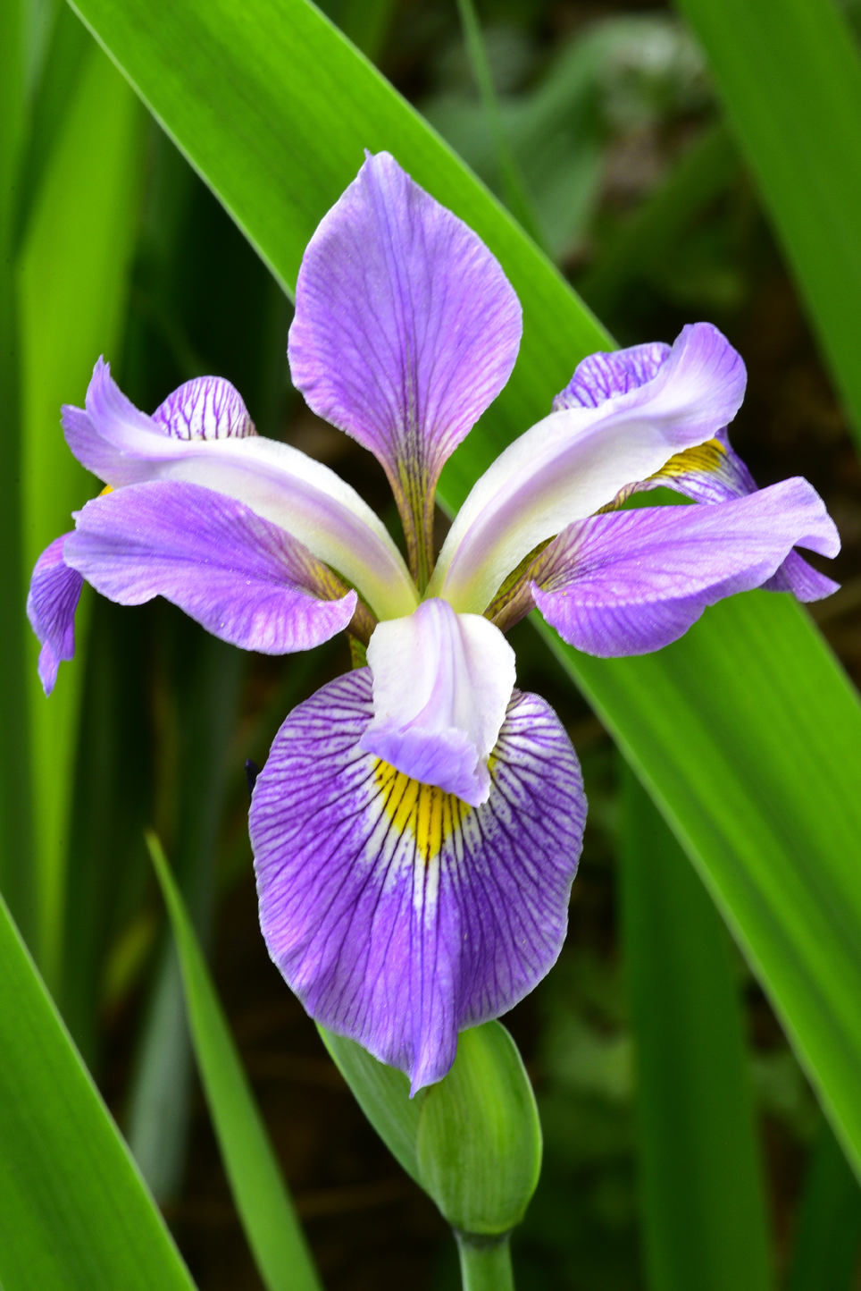 Blue flag iris  -  Kilgore-Lewis Garden, Greenville, South Carolina