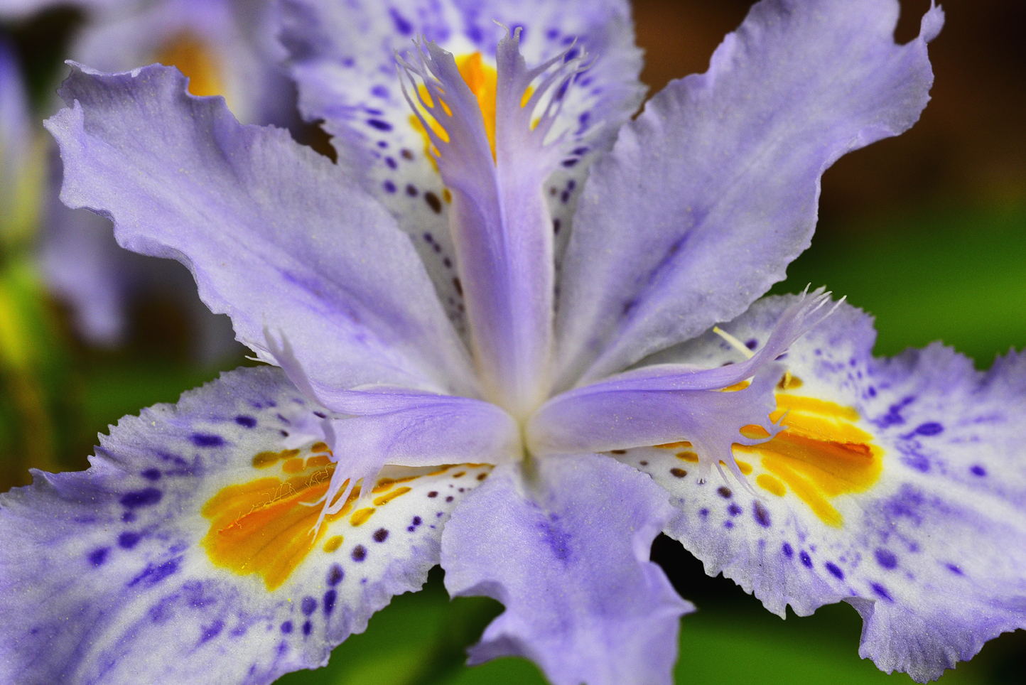 Fringed iris  -  Kilgore-Lewis Garden, Greenville, South Carolina