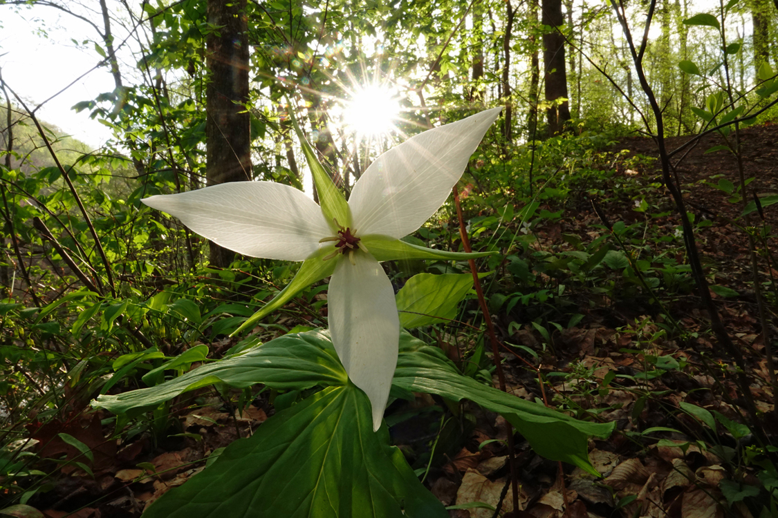 White-colored wake robin trillium, sun star  -  Melrose Falls Preserve, Polk County, North Carolina  