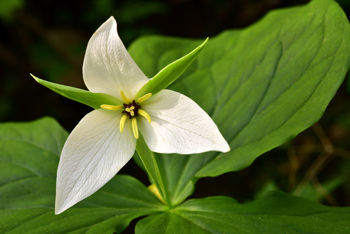 Sweet white trillium  -  Melrose Falls Preserve, Polk County, North Carolina
