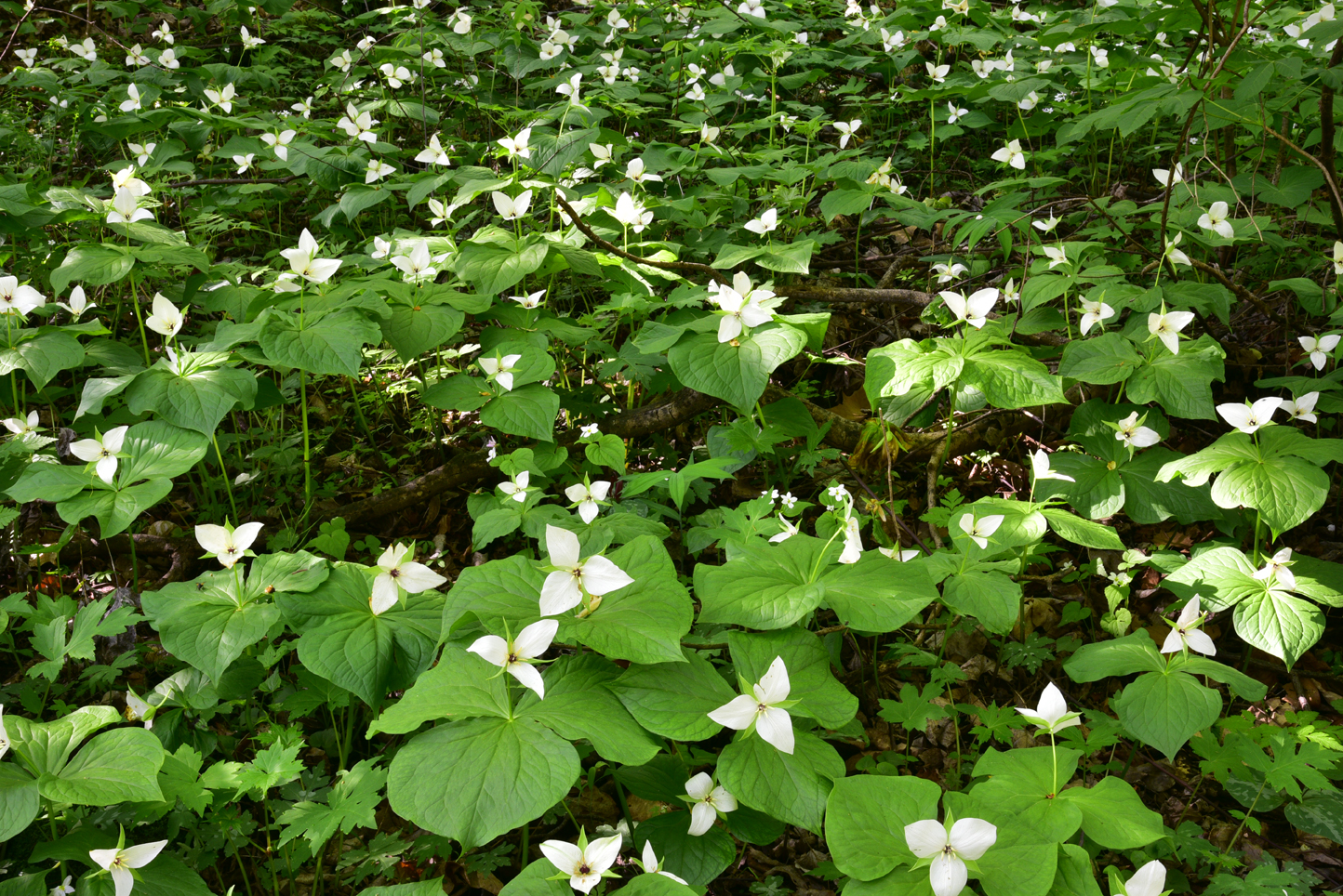 Sweet white trilliums  -  Melrose Falls Preserve, Polk County, North Carolina