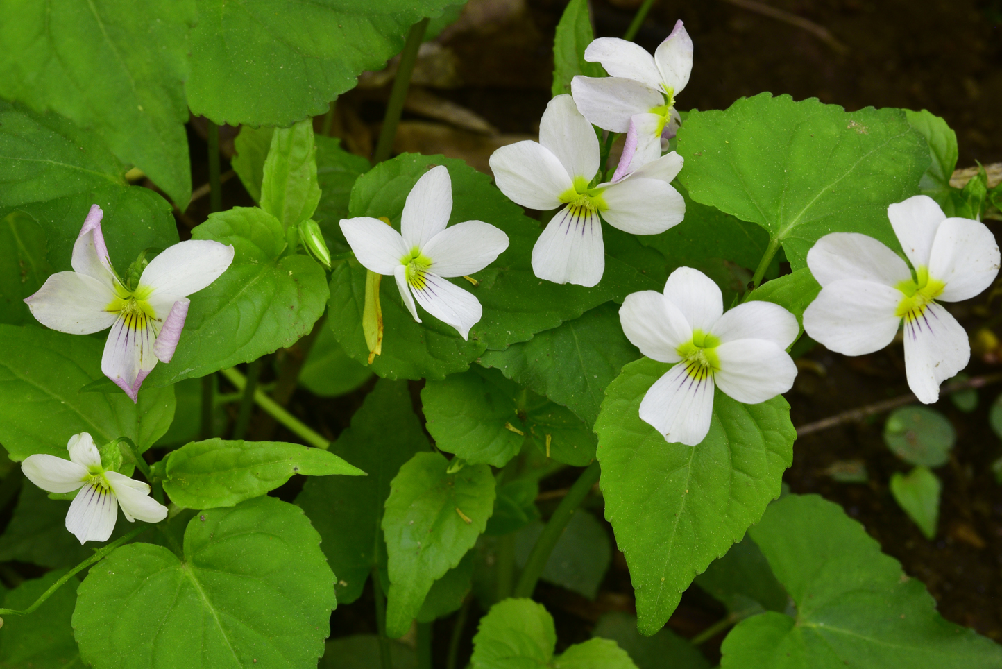 Canadian white violets  -  Melrose Falls Preserve, Polk County, North Carolina